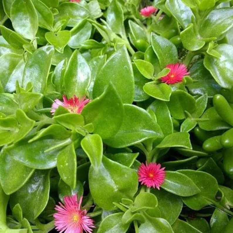 4 Cuttings of Red Apple Ice Plant Ground cover Etsy