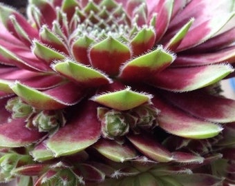 Sempervivum ‘ Jade Rose’, Hens and Chicks succulents, bare root, Frost  Hardy