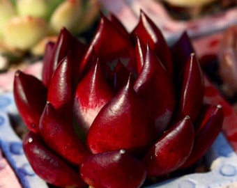 S4-Echeveria Agavoides v Romeo Rubin x Ebony, 10+ premium seeds, Rare pink succulent, high germination rate