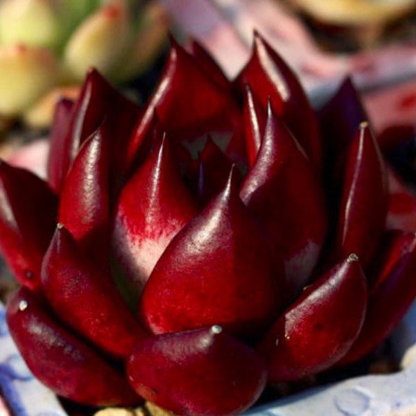 S4-Echeveria Agavoides v Romeo Rubin x Ebony, 10+ premium seeds, Rare pink succulent, high germination rate