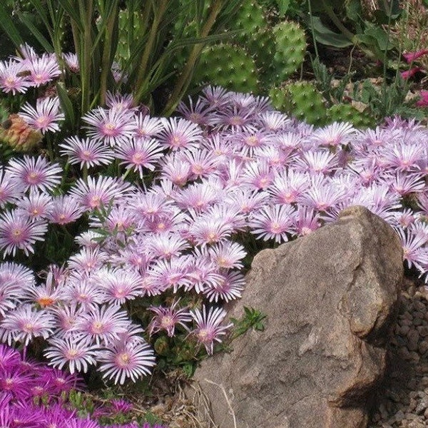 Ice Plant Seeds Etsy