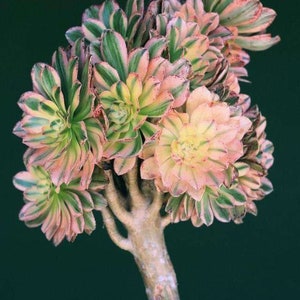 Aeonium Arboreum Luteoveriegatum, Rare limited variegated Aeonium succulents, plant gift image 3