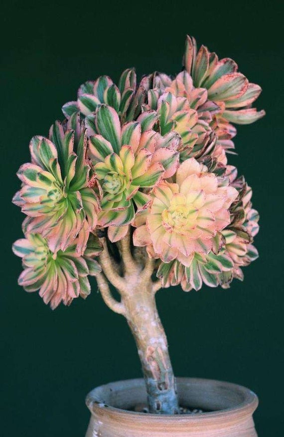 homalomena rubescens variegata Homalomena rubescens Pink Splash — Ecuagenera USA Corp main image 0