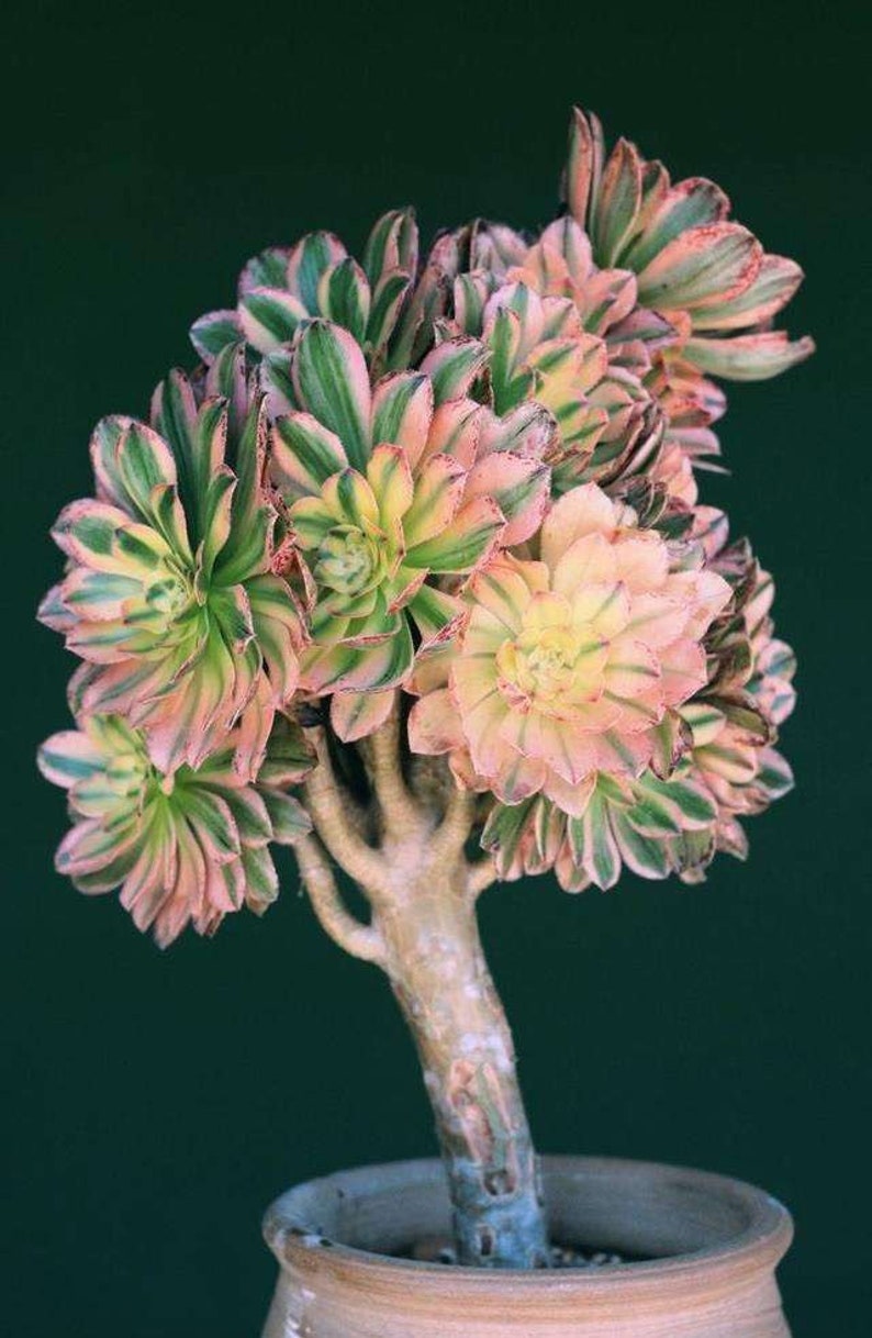 Aeonium Arboreum Luteoveriegatum, Rare limited variegated Aeonium succulents, plant gift image 3