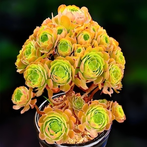 Aeonium Blushing Beauty, large stem cuttings, multiple colors change through seasons, easy to propagate from stems, as easy as jade plant