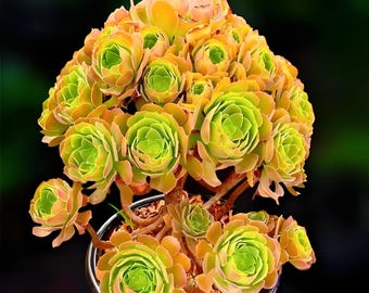 Aeonium Blushing Beauty Succulent Cutting, Multi-Color Rosettes