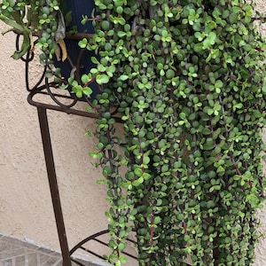 indoor plant pole Tension Plant Pole With Hooks
