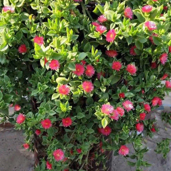 Red Apple Ice Plant, 'Baby Sun Rose', Ground cover, Aptenia Cordifolia, super fast grow succulents