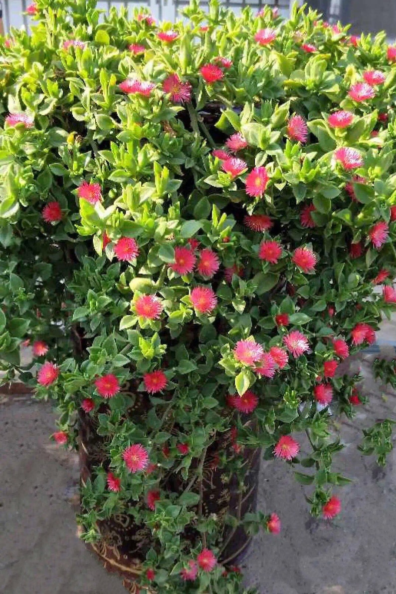 Red Apple Ice Plant 'baby Sun Rose' Ground Cover Etsy New Zealand