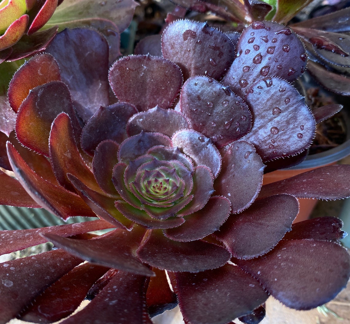 Aeoniumplum Purdy Hybrid Rare Limited Aeonium Succulents - Etsy