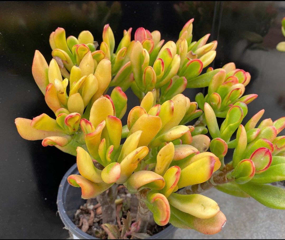Variegated Crassula Ovata-gollum Jade Succulent, ogre Ears, shrek Plant ...