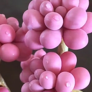 S21-Graptopetalum amethystinum, 10+ premium seeds, Rare pink succulent, high germination rate