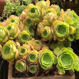 Aeonium Canariense, hardy succulent, Rose Tree all year long, Only can be found in specialty nurseries, clearance price, as easy as jade image 4