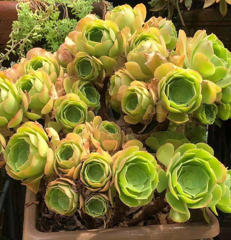 Aeonium Canariense, hardy succulent, Rose Tree all year long, Only can be found in specialty nurseries, clearance price, as easy as jade image 4