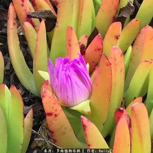 Common Ice Plant, Magenta purple flower ground cover, super drought tolerant succulent, memory of the beach