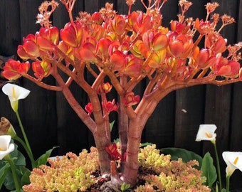 Crassula Ovata, plante de jade, plante porte-bonheur, plante d'argent, arbre d'argent, 1ère image montre une plante de 3 gallons