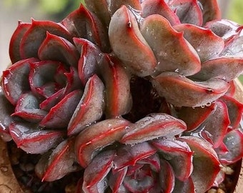 Echeveria Orion, hardy succulents,  1 gallon well rooted