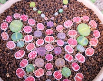 S32-Seeds of Mixed Lithops, Rare succulents, living stones, Exotic rock, 10+ premium seeds,  high germination rate