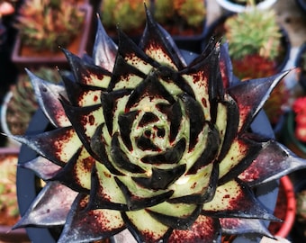 Echeveria Agavoides 'Ebony' Seeds, Rare Pink Succulent