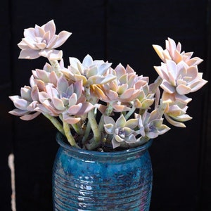 Graptopetalum Paraguayense, ghost plant, mother of pearl, most hardy, must have for starters, grow and change colors all seasons image 2