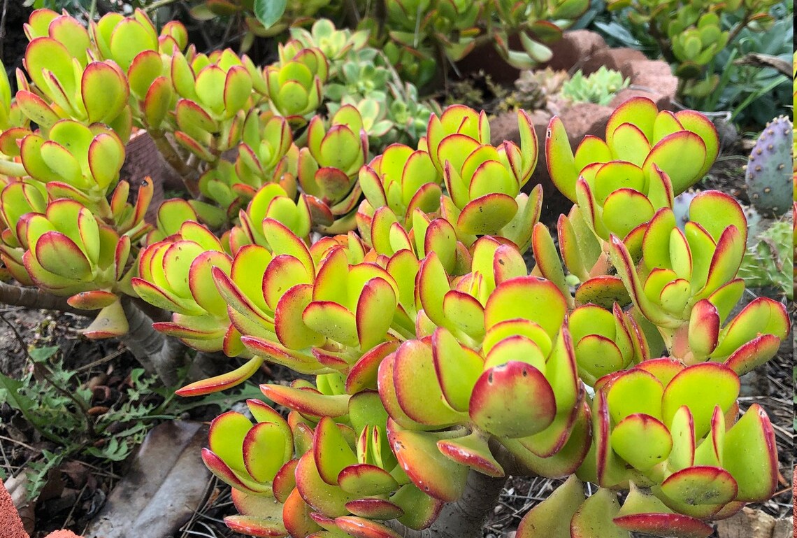 Crassula Ovata Jade Plant Lucky Plant Money Plant Money Etsy