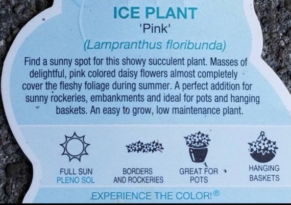 Mini Rosea Ice Plant Delosperma Cooperi Pink Flower Ground Etsy Uk