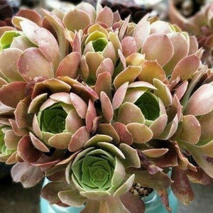 Aeonium Blushing Beauty, large stem cuttings, multiple colors change through seasons, easy to propagate from stems, as easy as jade plant Bild 7