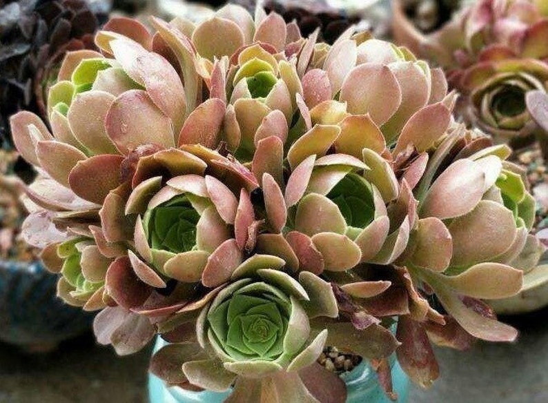 Aeonium Blushing Beauty, large stem cuttings, multiple colors change through seasons, easy to propagate from stems, as easy as jade plant Bild 7