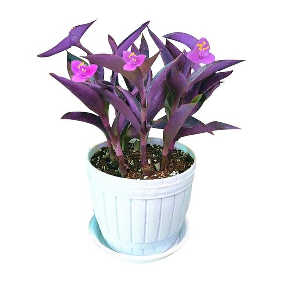CLEARANCE PRICE, 6” Cutting, Hearts Wandering Jew, Queen