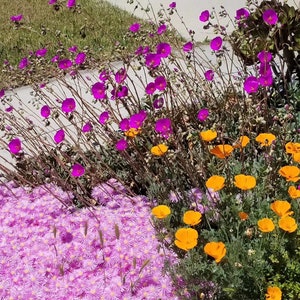 CLEARANCE,Rare rock purslane/calandrinia spectabilis, the most heat tolerant succulents, long lasting flowers, landscape highlights