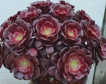 Authentique Aeonium arboretum Velour européen, feuilles rouge foncé brillantes toute l'année, importé de Corée, nombre limité de plantes succulentes