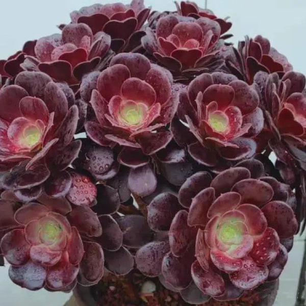 Authentic Aeonium Arboretum Velour European, glossy dark red leaves all year long, imported from Korea, limited succulents