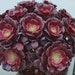 see more listings in the Aeonium section