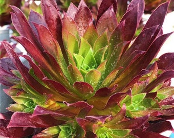 Aeonium Merlot, Rare, New limited Aeonium Hybrid, succulents, easy to form clusters, grow/green in winter, cutting has no root