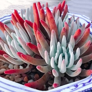 Coastal Hassei Dudleya, Taper-tip live forever, very rare succulents