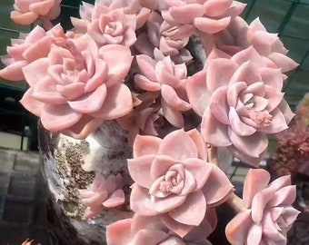 Rare Pink Graptopetalum Paraguayense, ghost plant, mother of pearl, heat and cold-most hardy, must have for starters
