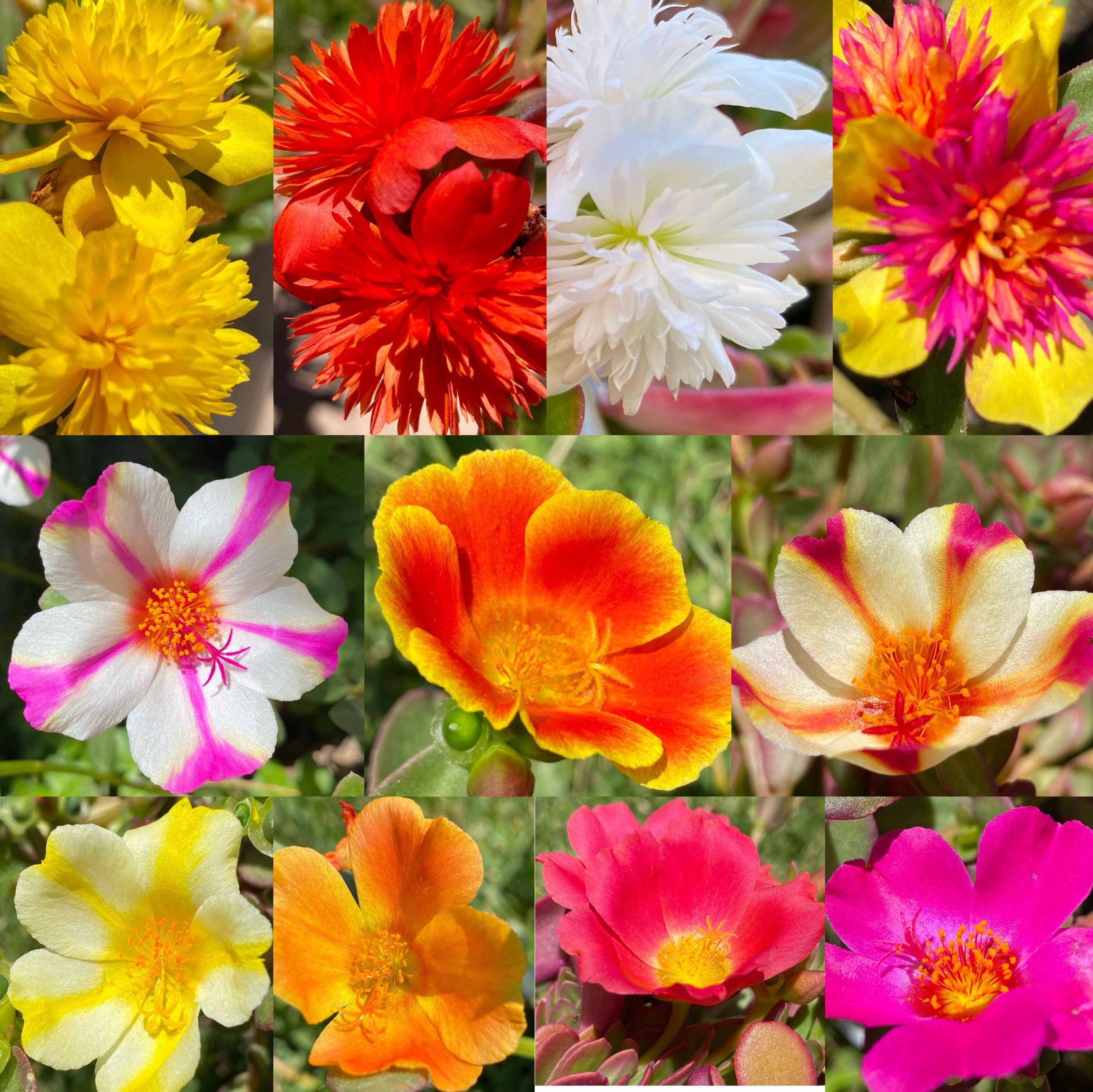 Portulaca Grandiflora Moss Rose Mixed Color Well Rooted 5 - Etsy