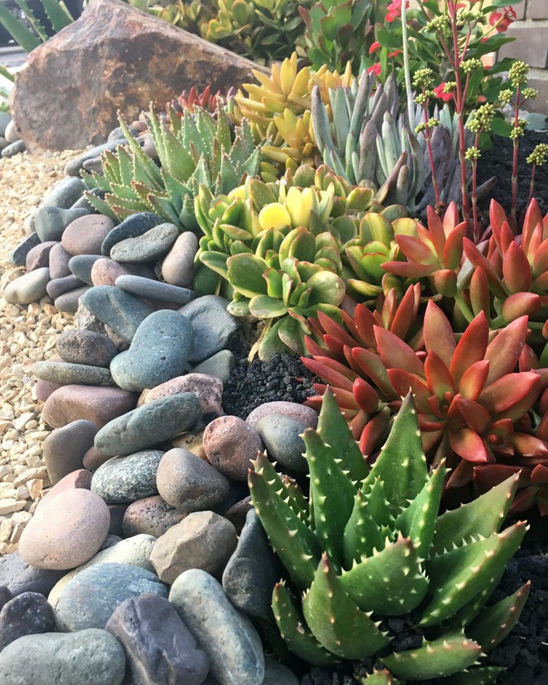 洋書 Dry Climate Gardening with Succulents Dry Climate Gardening: Growing beautiful, sustainable