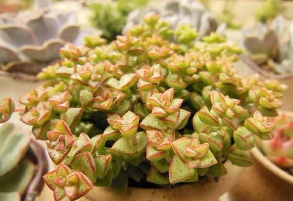 Crassula Tom Thumb Succulent | Creates Rare Multi-headed Succulent Bonsai |  Miniature Tree Form With Mature Branching - Etsy Israel