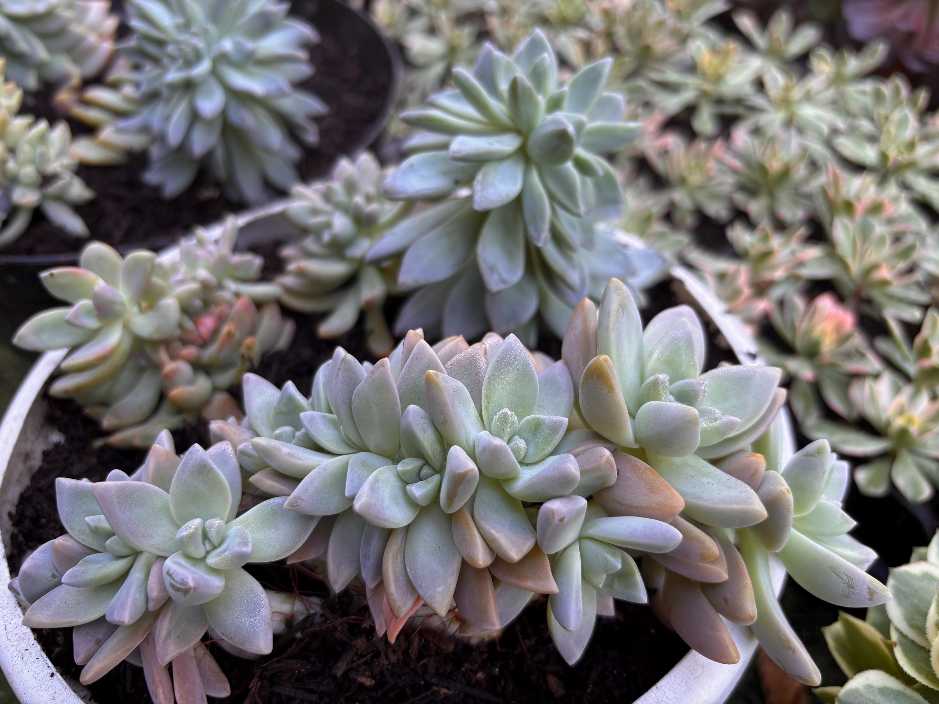 Ghost Plant Succulent, Graptopetalum Paraguayense, Mother of Pearl - Etsy