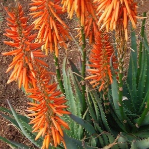 Hedgehog Aloe Vera Plant, Aloe Arborescens, Evergreen cluster, orange flowers, hardy succulent, big stem cuttings, highlights of the garden image 1