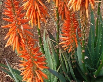 Hedgehog Aloe Vera Plant, Aloe Arborescens, Evergreen cluster, orange flowers, hardy succulent, big stem cuttings, highlights of the garden