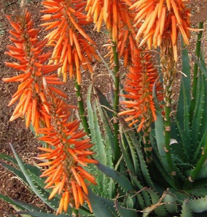 Hedgehog Aloe Vera Plant, Aloe Arborescens, Evergreen cluster, orange flowers, hardy succulent, big stem cuttings, highlights of the garden image 1