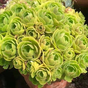 Aeonium Canariense, hardy succulent, Rose Tree all year long, Only can be found in specialty nurseries, clearance price, as easy as jade image 3