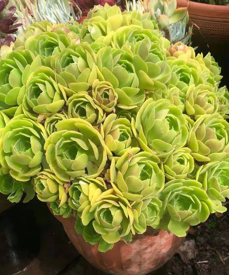 Aeonium Canariense, hardy succulent, Rose Tree all year long, Only can be found in specialty nurseries, clearance price, as easy as jade image 3