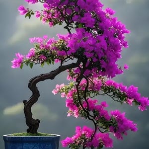 6&quot; stem Cuttings of Pink Bougainvillea for propagation, Elizabeth Angus, bloom all year long, no roots, easy grow and care