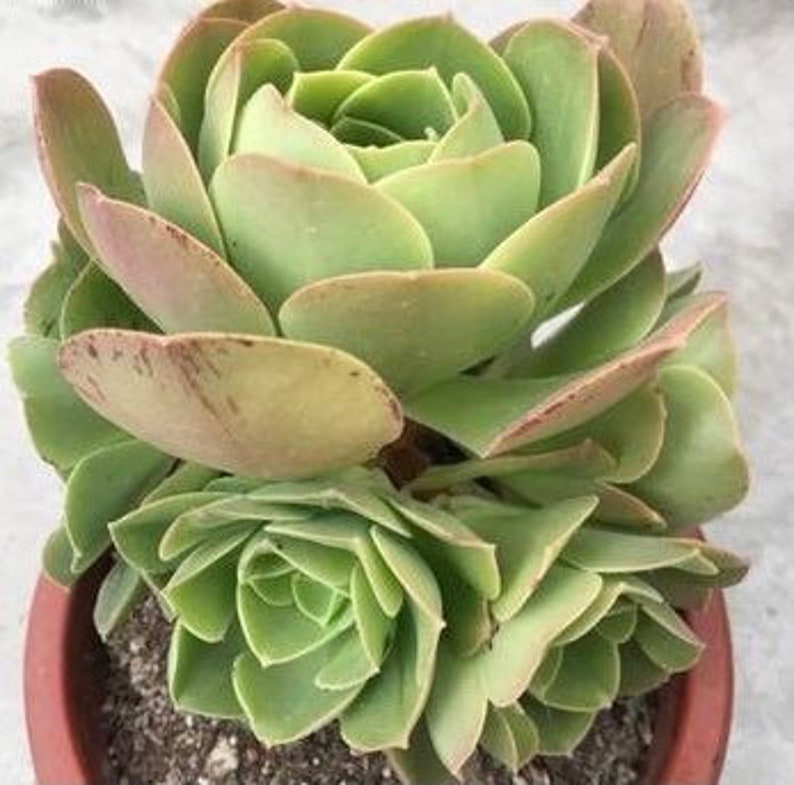 Aeonium Canariense, hardy succulent, Rose Tree all year long, Only can be found in specialty nurseries, clearance price, as easy as jade image 7