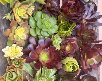 May include: An assortment of colorful succulents in shades of green, yellow, red, and purple. The plants are arranged on a weathered wooden surface, showcasing their diverse shapes and textures. The image highlights the natural beauty of these drought-tolerant plants.