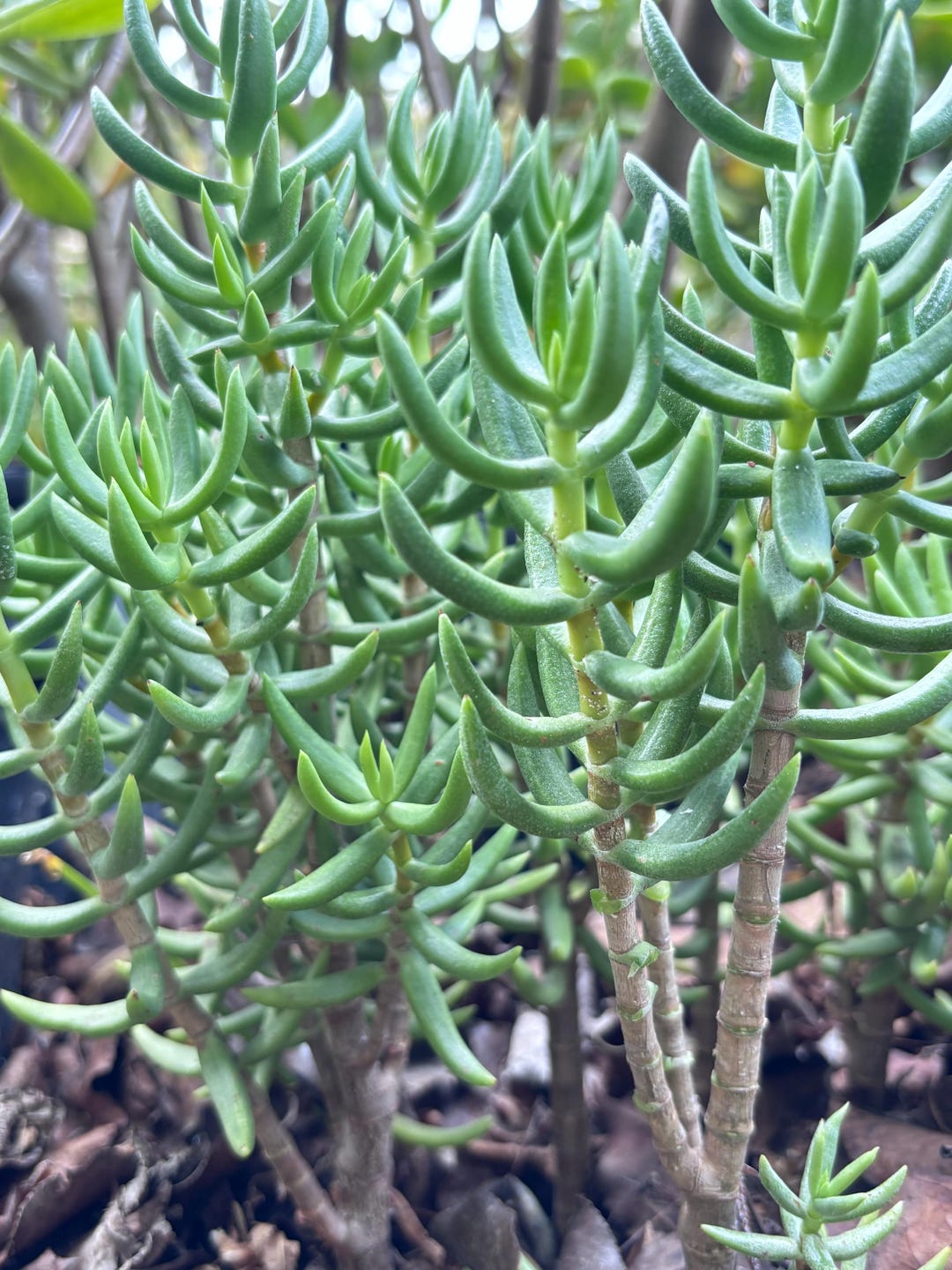 Crassula Tetragona Succulent Stems, Create 10+ Years Miniature