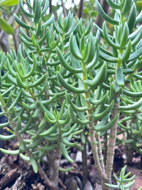 Crassula Tetragona Succulent Stems, Create 10+ Years Miniature Pine Tree  Bonsai From Branches, Super Drought and Heat Tolerant - Etsy